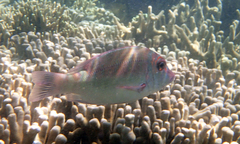 Lethrinus erythropterus