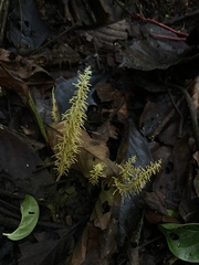 Penicilliopsis