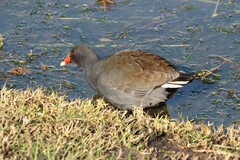 Gallinula tenebrosa