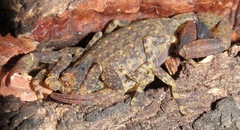 Tityus mattogrossensis