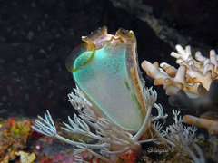 Rhopalaea