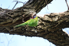 Trichoglossus moluccanus