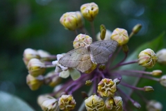 Geometridae