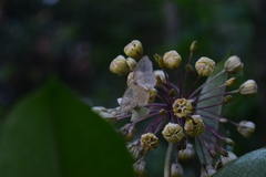 Geometridae