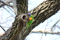 Trichoglossus moluccanus