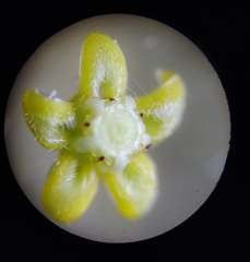 Metastelma schlechtendalii