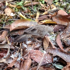 Argya affinis