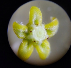 Metastelma schlechtendalii