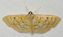 Herpetogramma thestealis