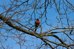Trichoglossus moluccanus