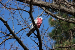 Eolophus roseicapilla