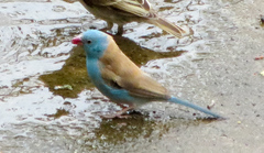 Uraeginthus cyanocephalus