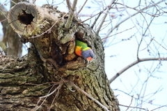 Trichoglossus moluccanus