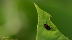 Physosmaragdina nigrifrons