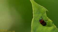 Physosmaragdina nigrifrons