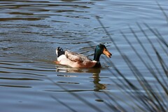 Anas platyrhynchos domesticus