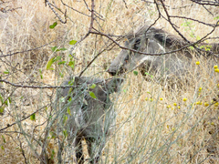 Phacochoerus africanus