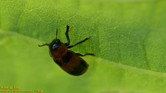 Physosmaragdina nigrifrons