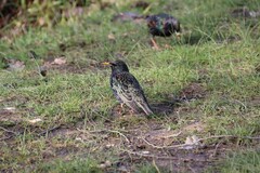 Sturnus vulgaris
