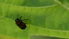 Physosmaragdina nigrifrons