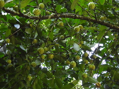 Garcinia gummi-gutta