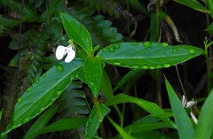 Impatiens minor