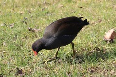 Gallinula tenebrosa