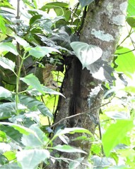 Funambulus sublineatus