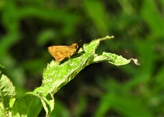 Oriens goloides