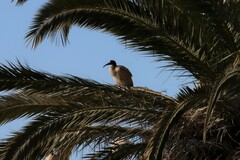 Threskiornis molucca
