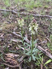 Stackhousia subterranea