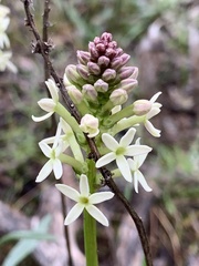 Stackhousia subterranea
