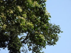 Melicope pteleifolia