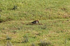 Passer domesticus
