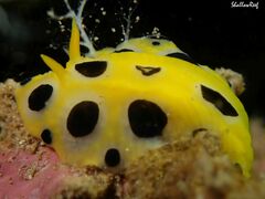 Phyllidia polkadotsa