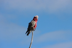 Eolophus roseicapilla