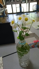 Erigeron philadelphicus