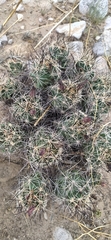 Coryphantha macromeris