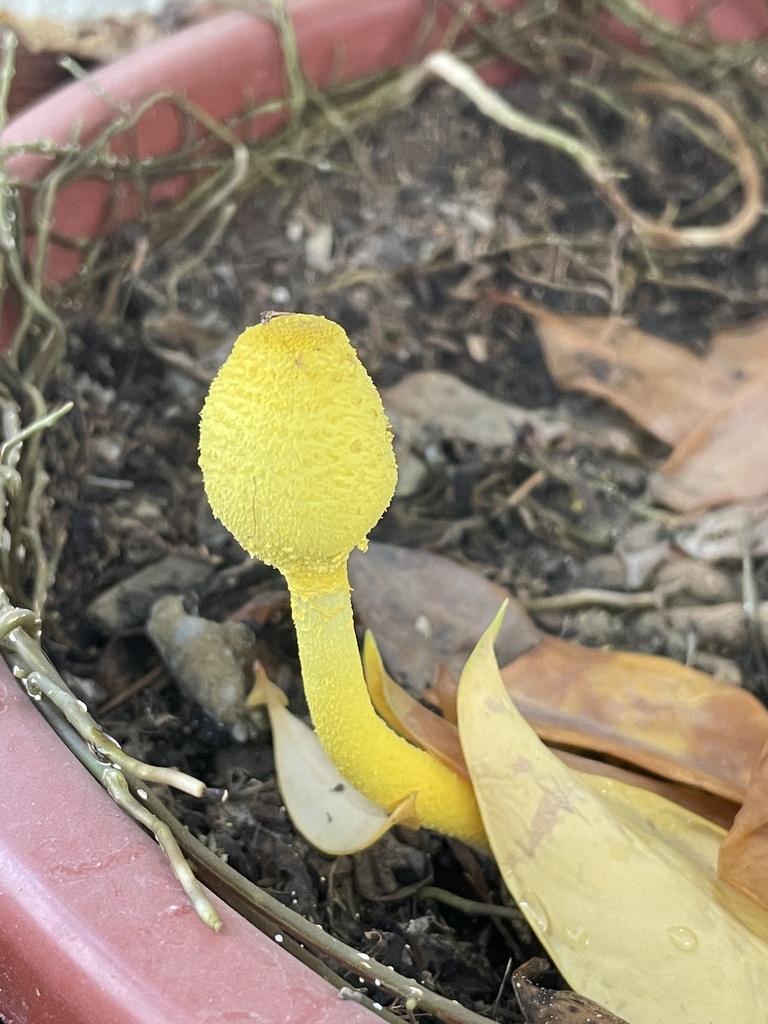 Leucocoprinus birnbaumii · August 2022 · photo: © lawrencehylton (iNaturalist, cc-by)