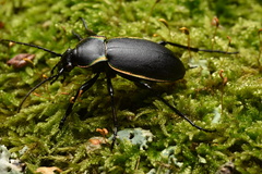 Carabus marginalis