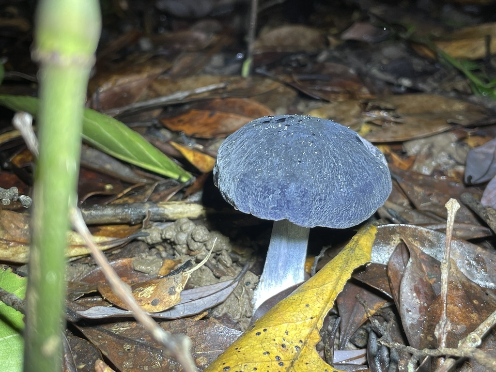 Entoloma virescens · August 2022 · photo: © lawrencehylton (iNaturalist, cc-by)