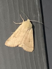 Dichagyris variabilis