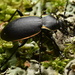 Glowing-edged Ground Beetle - Photo (c) semyon_ryazgis, some rights reserved (CC BY-NC), uploaded by semyon_ryazgis