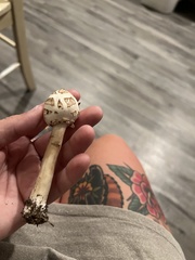 Chlorophyllum molybdites