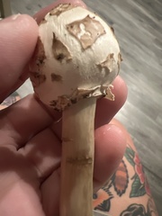 Chlorophyllum molybdites