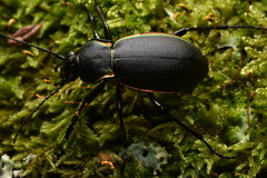 Carabus marginalis