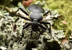 Carabus marginalis