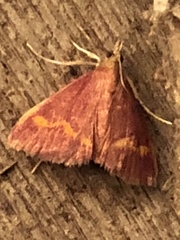 Pyrausta pseuderosnealis
