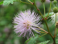 Mimosa tricephala
