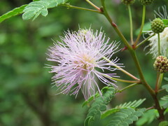 Mimosa tricephala